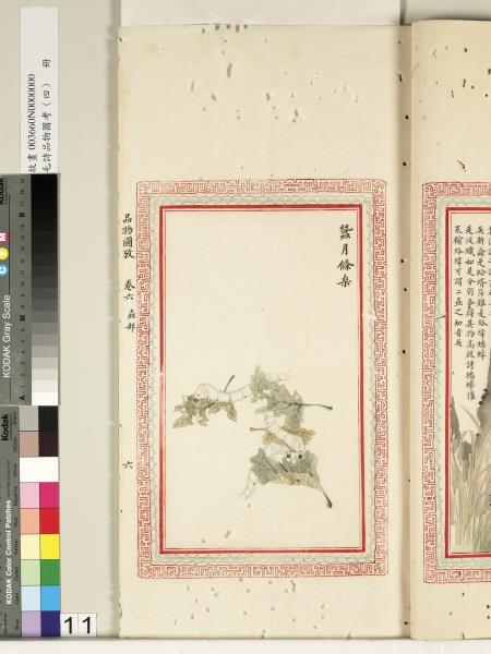 毛詩品物圖考（四）　冊　蠨蛸在戶