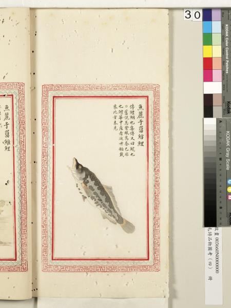 毛詩品物圖考（四）　冊　蠨蛸在戶