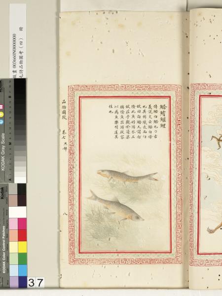 毛詩品物圖考（四）　冊　蠨蛸在戶