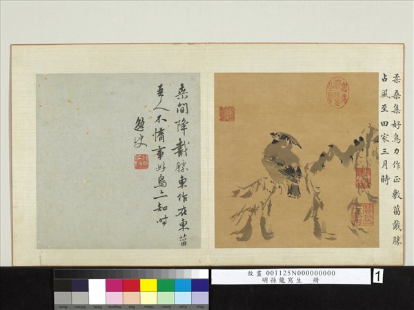 明孫龍寫生　冊　柔桑戴勝