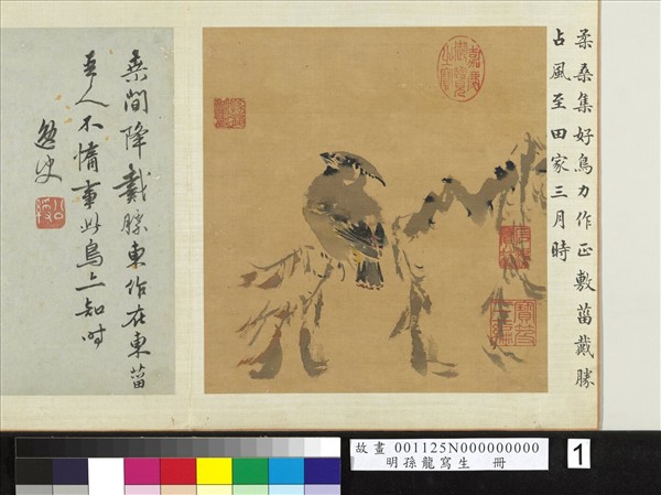 明孫龍寫生　冊　柔桑戴勝