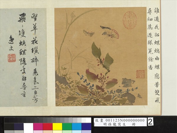 明孫龍寫生　冊　草花蛺蝶