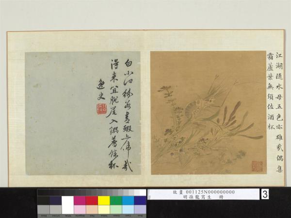 明孫龍寫生　冊　荇藻魚蝦