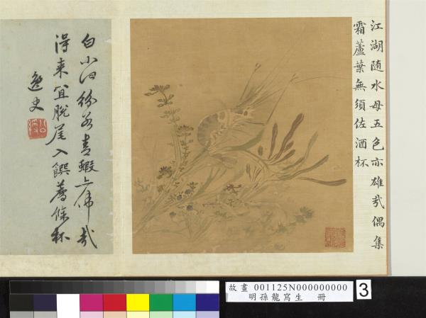 明孫龍寫生　冊　荇藻魚蝦