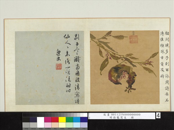 明孫龍寫生　冊　石榴