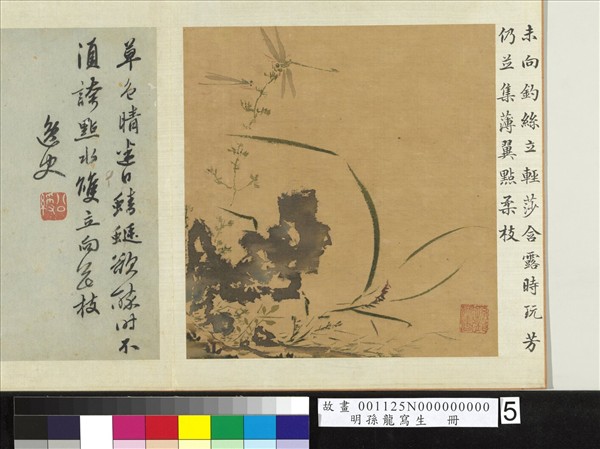 明孫龍寫生　冊　草石蜻蜓