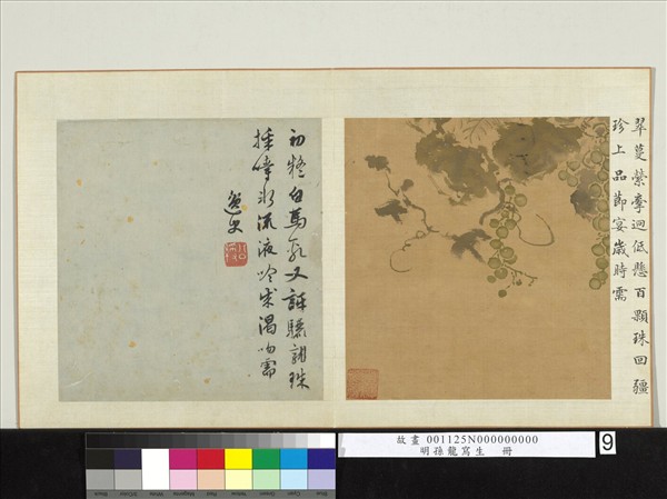 明孫龍寫生　冊　蒲桃