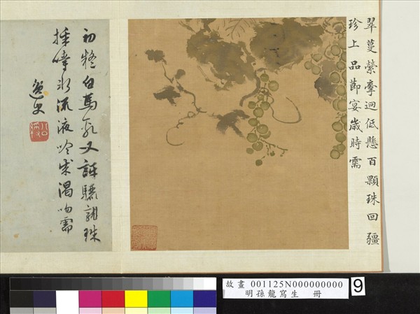 明孫龍寫生　冊　蒲桃