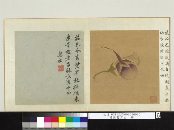 明孫龍寫生　冊　青紫茄