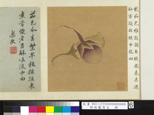 明孫龍寫生　冊　青紫茄