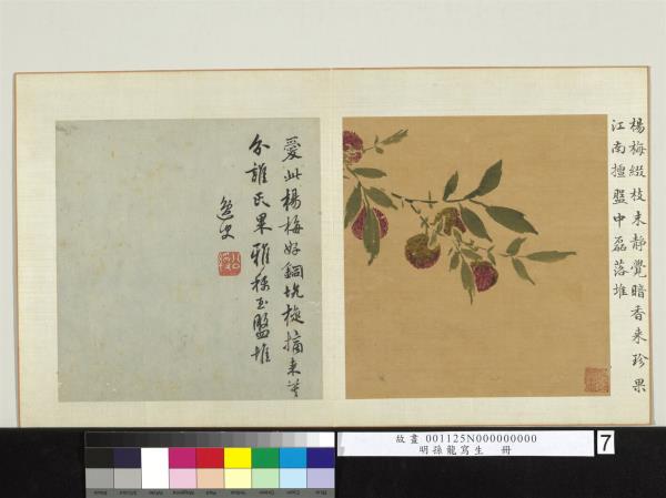 明孫龍寫生　冊　楊梅