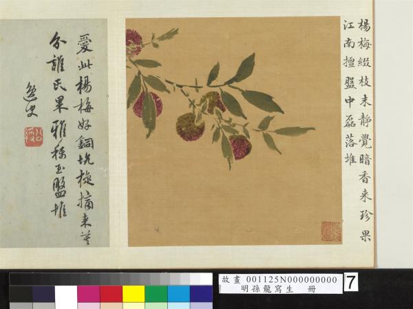 明孫龍寫生　冊　楊梅