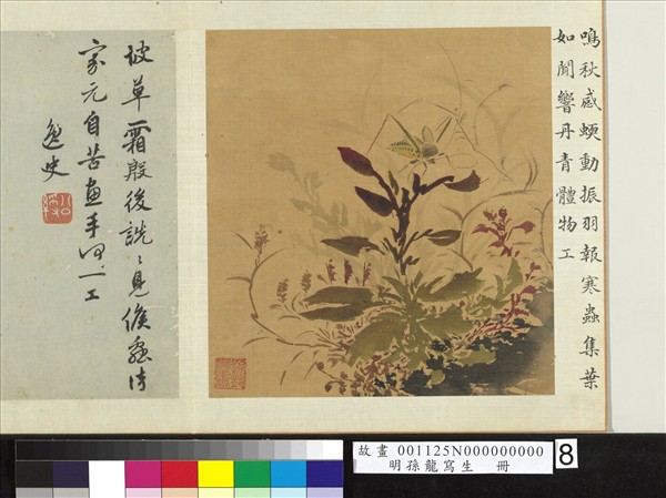 明孫龍寫生　冊　草蟲