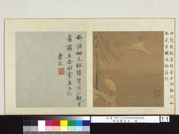 明孫龍寫生　冊　柳塘白鷺