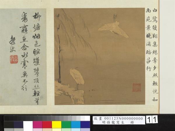 明孫龍寫生　冊　柳塘白鷺