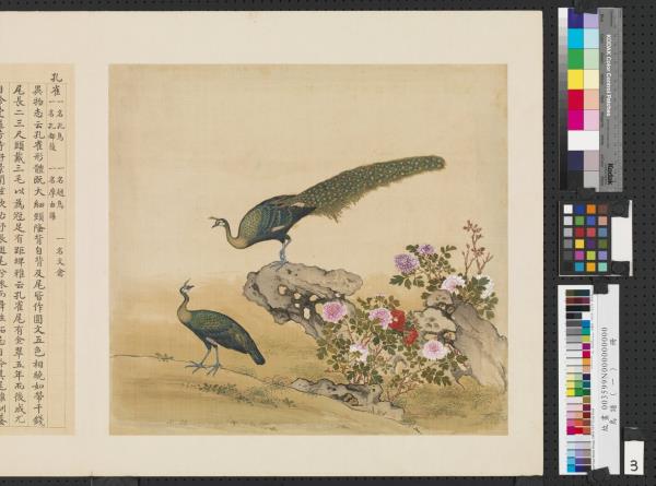 鳥譜（一）　冊　孔雀