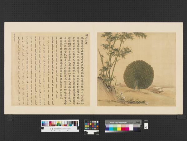 鳥譜（一）　冊　開屏孔雀