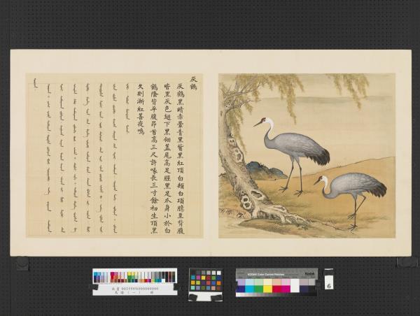 鳥譜（一）　冊　灰鶴