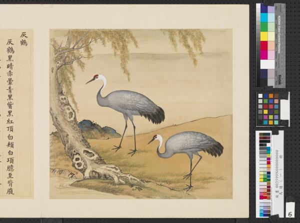 鳥譜（一）　冊　灰鶴