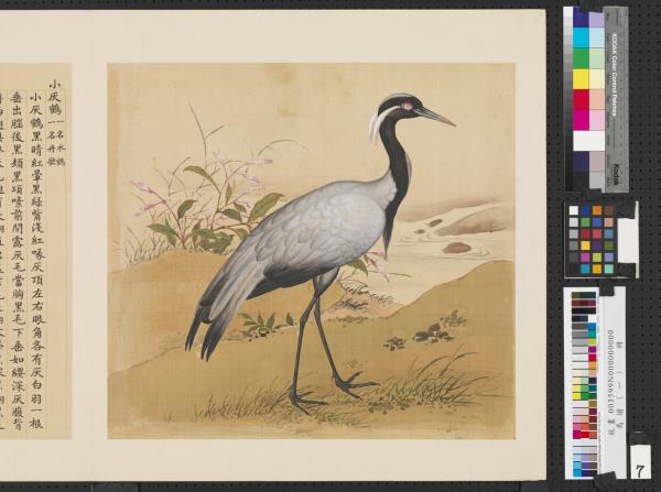 鳥譜（一）　冊　小灰鶴