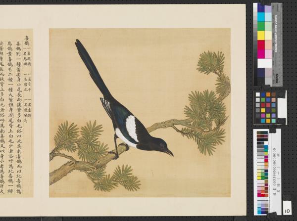 鳥譜（一）　冊　喜鵲