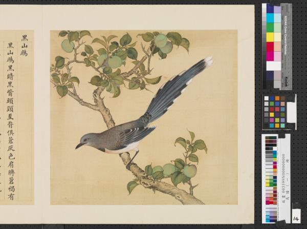 鳥譜（一）　冊　黑山鷓