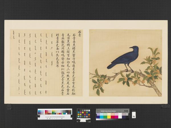 鳥譜（一）　冊　石青