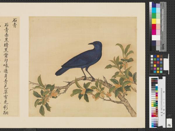 鳥譜（一）　冊　石青