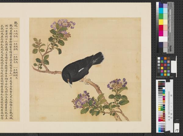 鳥譜（一）　冊　鸜鵒