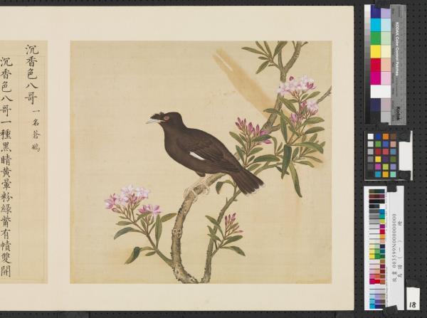 鳥譜（一）　冊　沉香色八哥