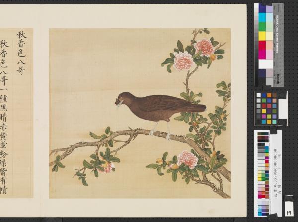 鳥譜（一）　冊　秋香色八哥