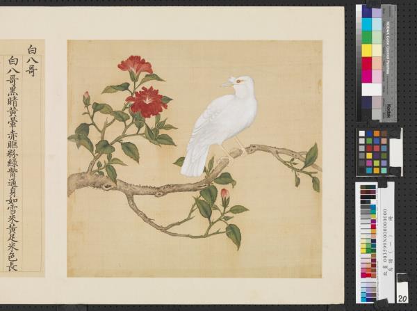 鳥譜（一）　冊　白八哥