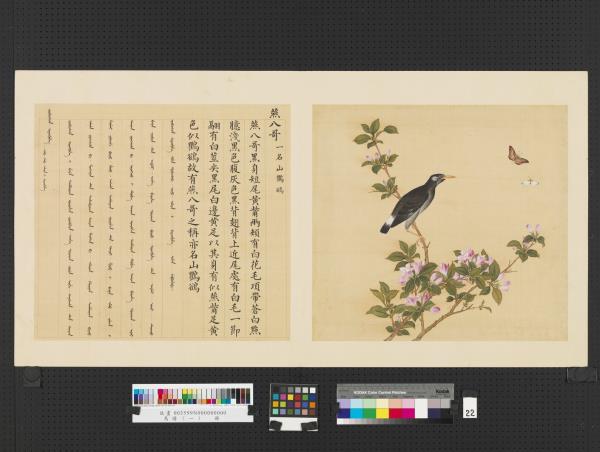 鳥譜（一）　冊　燕八哥