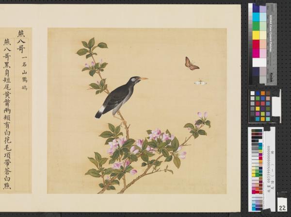 鳥譜（一）　冊　燕八哥