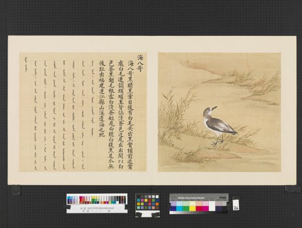 鳥譜（一）　冊　海八哥