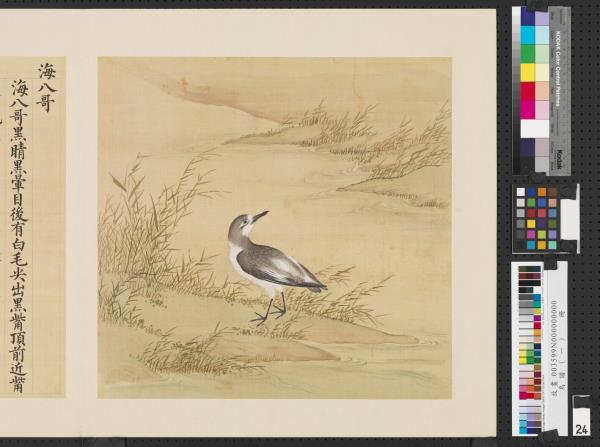 鳥譜（一）　冊　海八哥