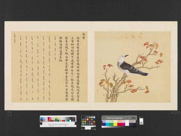 鳥譜（一）　冊　白哥