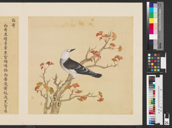 鳥譜（一）　冊　白哥