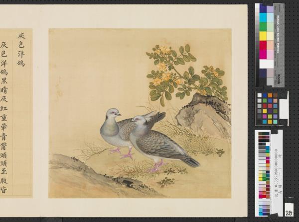 鳥譜（一）　冊　灰色洋鴿