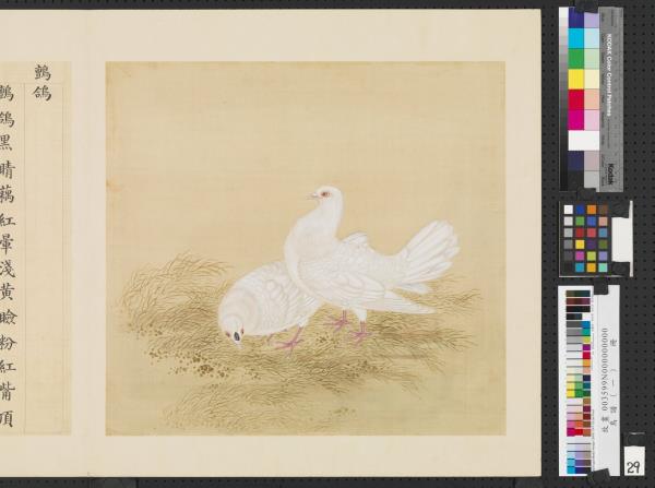 鳥譜（一）　冊　鸇鴿