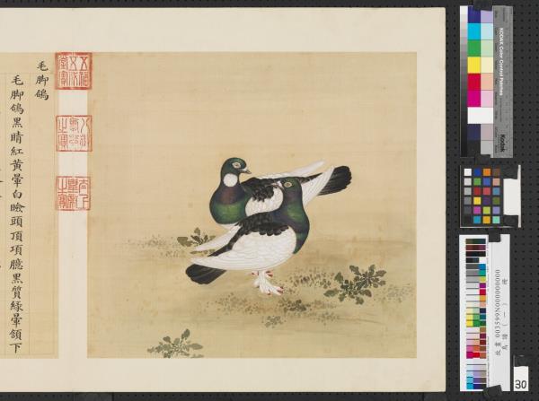 鳥譜（一）　冊　毛腳鴿