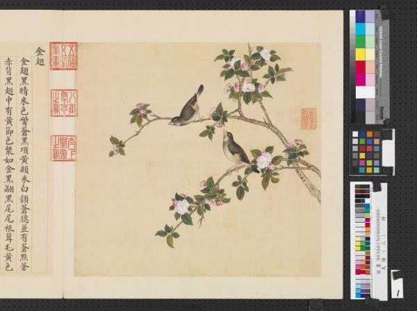 鳥譜（三）　冊　金翅