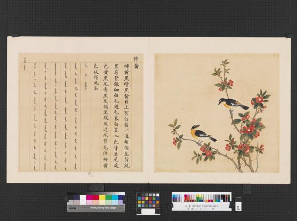 鳥譜（三）　冊　柿黃