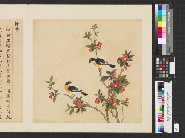 鳥譜（三）　冊　柿黃