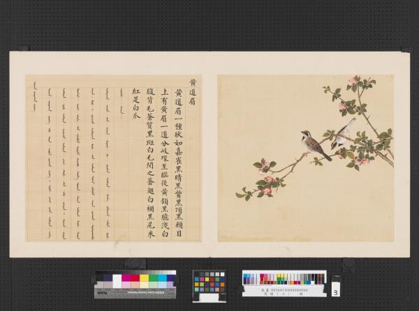 鳥譜（三）　冊　黃道眉