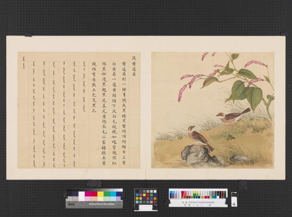 鳥譜（三）　冊　淡黃道眉