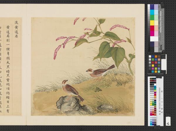 鳥譜（三）　冊　淡黃道眉