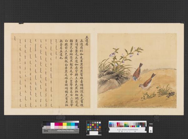 鳥譜（三）　冊　五道眉