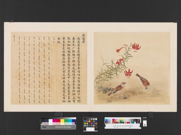 鳥譜（三）　冊　白道眉