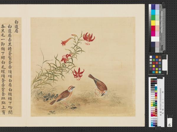 鳥譜（三）　冊　白道眉